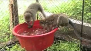 Monkeys Day Fishing With Glenn Madden