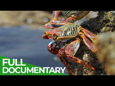 Wild Brazil Secrets of the Paradise Coast
