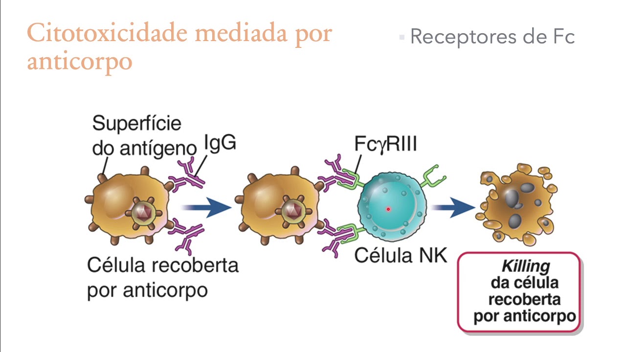 Mecanismos efetores da imunidade humoral