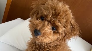 ハーゲンダッツが大好き過ぎる愛犬が可愛すぎる