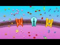 Cell Membrane Permeability Animated Membrane Physiology