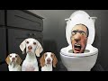 Skibidi Toilet In Real Life Surprises Dogs: Funny Dogs Maymo & Penny Take on Skibidi Toilet Man!