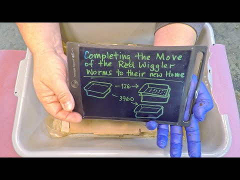 First check-in on 14-day worm bins & reunion with stragglers - vermicompost