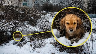 Scared To Death Puppy Transforms Completely after being Rescued