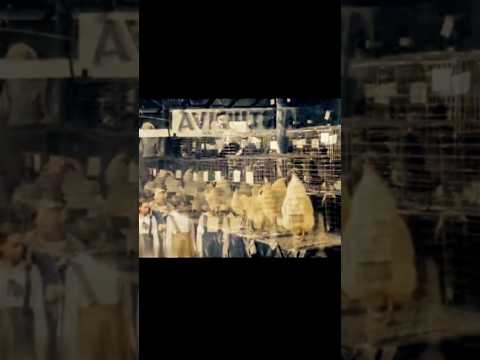 Colon, Matanzas, Cuba, 1941. Exposicion annual de agricultura, donde todas las 6 provincias acudian.