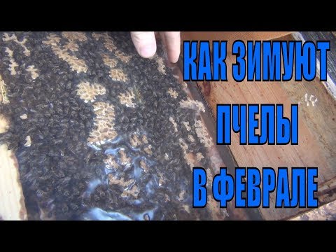 Состояние пчелосемей в последнем месяце ЗИМЫ