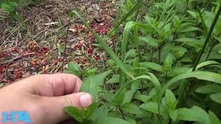 ⟹ Peppermint | Peppermint Mentha × piperita | invasive species