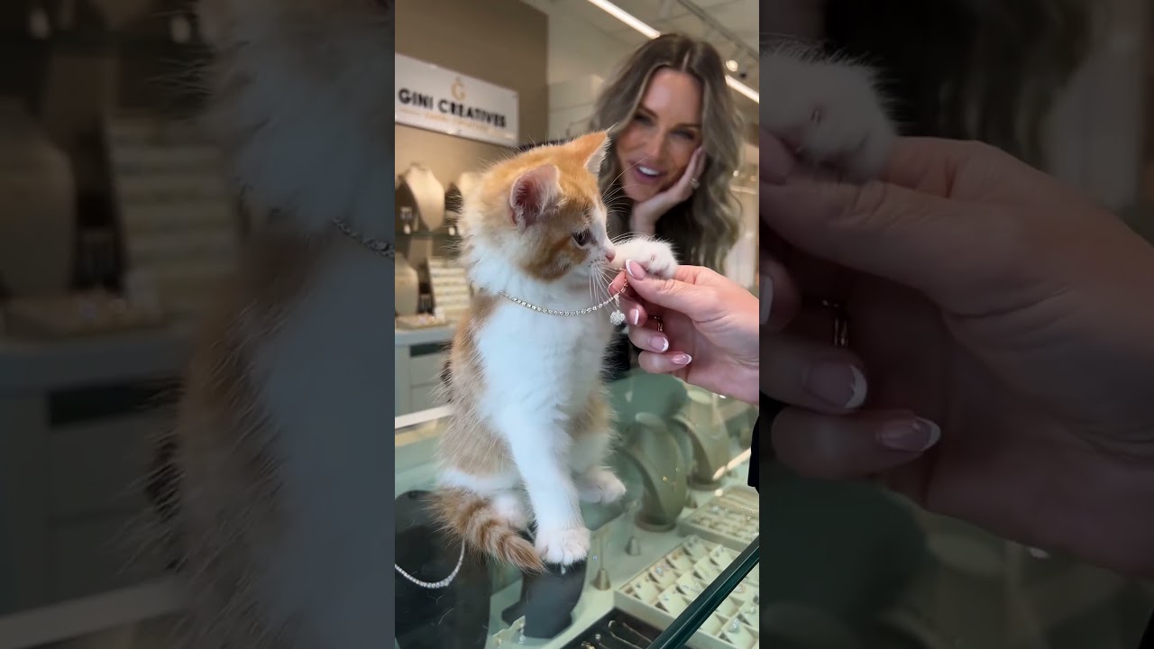 The Cat Who Would Not Give The Necklace Back