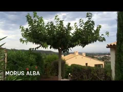 Morus alba. Garden Center online Costa Brava - Girona.