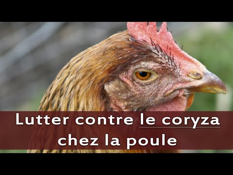 , title : 'Elevage des poules: Comment LUTTER contre la maladie de CORYZA chez les poules [santé animale]'