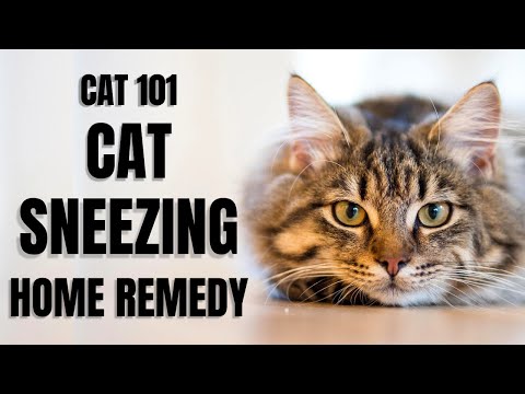 Cats 101 : Cat Sneezing Home Remedy - YouTube