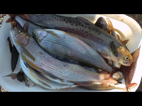 ХАРИУС НА УДОЧКУ! ГОРНАЯ РЫБАЛКА 2019.