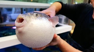 Download lagu Japanese Street Food - ONE FUGU TO GO! Osaka Seafood Japan mp3