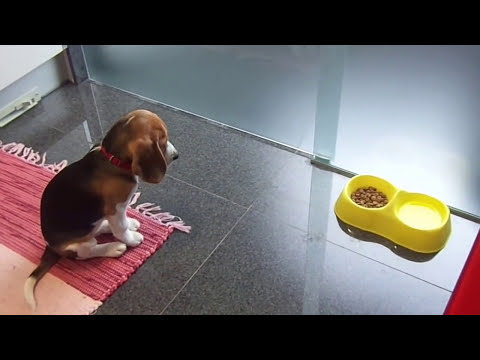 Beagle Boris 3 Months