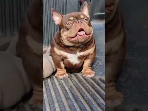 Mis bullys hermosos de monterrico Jujuy 🐾#bully #perros #jujuy #cachorros #viral