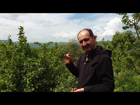 Dracila - Plantă ornamentală și medicinală