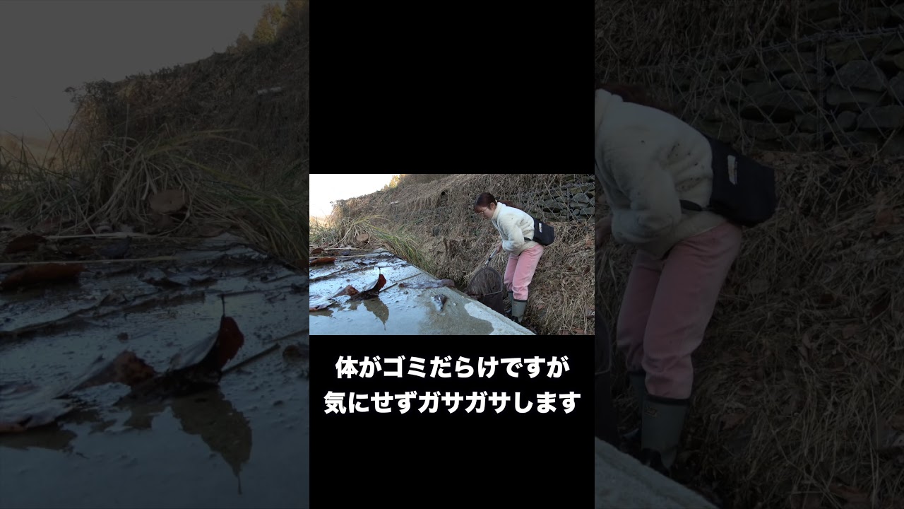 綺麗な小川から見たことないヤゴが出てきました