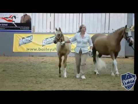 2016 Colt by Dating AT