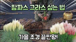 팜파스 그라스 심고 키우는 꿀팁 가을 정원 ????