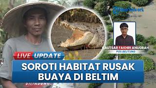 Buaya Sering Muncul di Sungai Lenggang Belitung Timur, Warga Sebut Habibat Asli Sudah Rusak