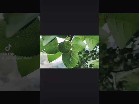 #atifaslam drama #sangemah location called laspiran in drama,❤️❤️