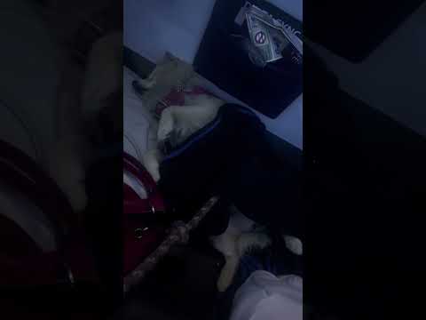 Love animals