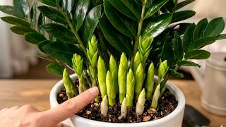 Amazing! These Simple Steps Fix Any Stuck ZZ Plant🌿