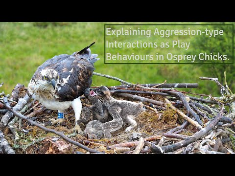 Explaining Aggression-type Interactions as Play Behaviours in Osprey Chicks.