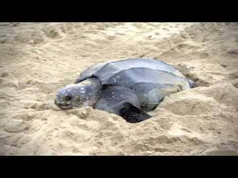 Raw Travel 104 Episode Preview - Rural Trinidad & Tobago