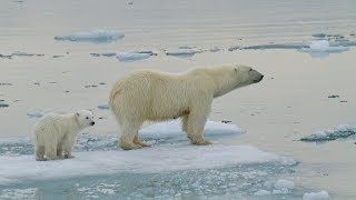 Polar Bear Adaptations