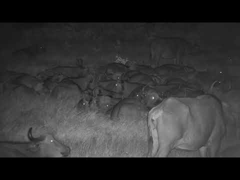 Djuma: Large Buffalo herd around dam area-Pt:2 - 20:56 - 11/02/20