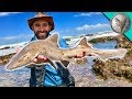 Catching A SHARK By HAND