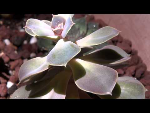 comment prendre soin d'un kalanchoe