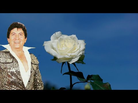 Capullo De Rosa Blanca - Gustavo El Loko Quintero - Los Graduados (Original)