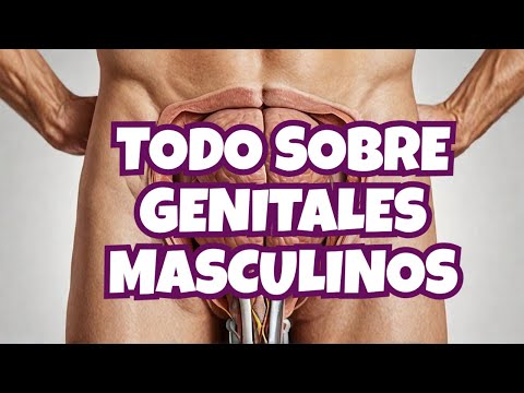 La guía DEFINITIVA para el SISTEMA REPRODUCTOR masculino (interna)