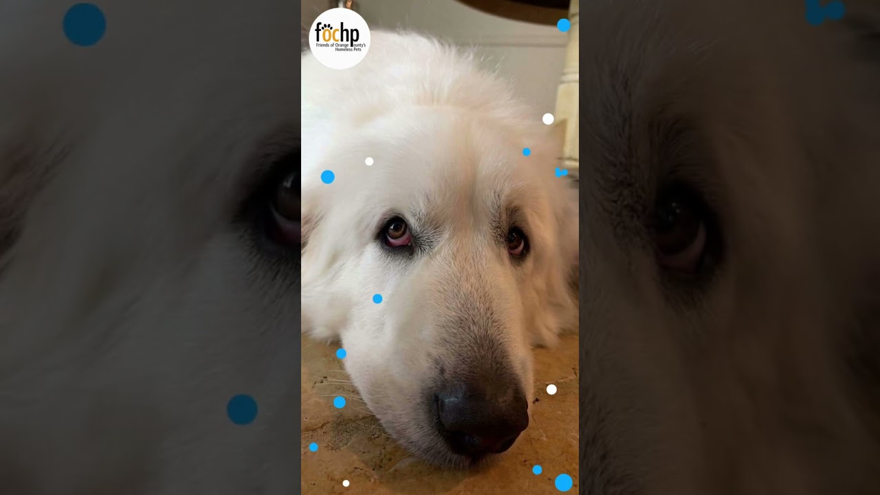 Aslan, a Adoptable Great Pyrenees in Orange, CA video 4/4