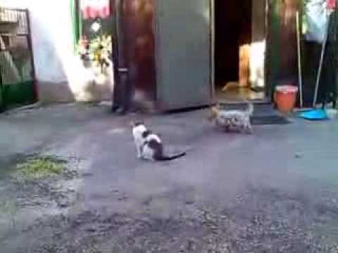 Il Terrore dei gatti