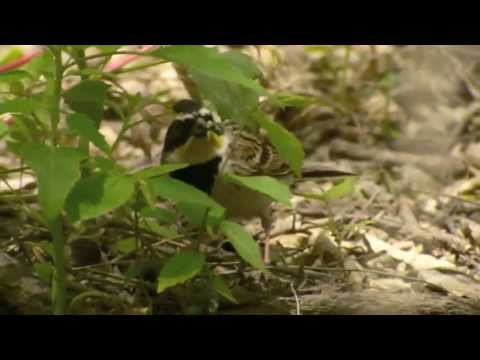 Strnádka pestrá (Emberiza elegans) — video o speve a chove