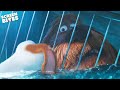 Max Saves Duke S Life The Secret Life Of Pets 2016 Screen Bites