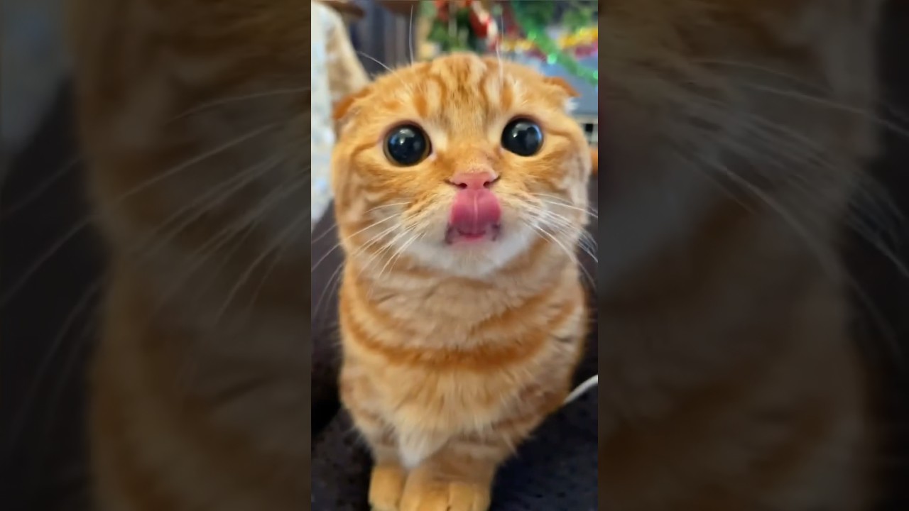 無加工でも可愛すぎる短足猫