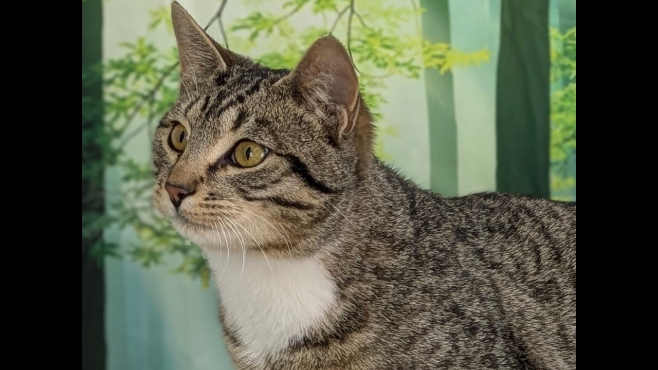 Enlarge Ace, an adopted mixed breed in Monroe, WA video 6/6