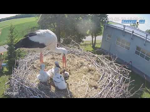 Bocian wyrzuca młodego bociana z gniazda - #zambrow #bocian #livecam #gniazdo