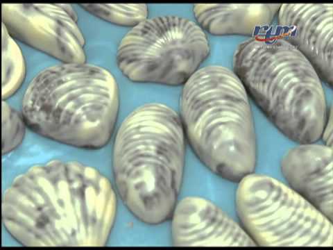 Simply Chocolate Sdn Bhd - (Sabah Handmade Chocolate) Bhg 1