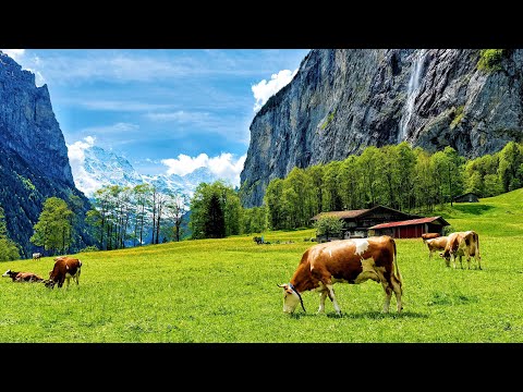 Summer In Lauterbrunnen Village, Switzerland🇨🇭Swiss Valley Walking Tour 