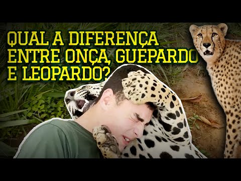 QUAL A DIFERENÇA ENTRE ONÇA-PINTADA, GUEPARDO E LEOPARDO? 😱😱 | TIAGO JÁCOMO