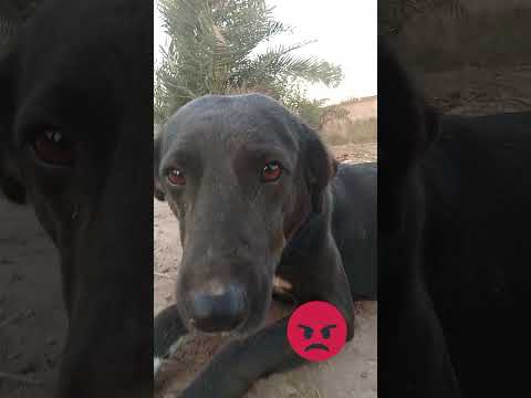 Hadiqa Rohan pet dog #pets #petsrlife #funny #familychannel #hadiqa #familyvideo