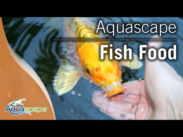 Raise Healthy Pond Fish with Aquascape Fish Foods