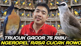 Download lagu GILA TRUCUK GACOR CUMA 75 RIBU SUDAH NGEROPEL KAYA CUCAK ROWO HARGA JUTAAN DIKIOS PASAR PRAMUKA mp3