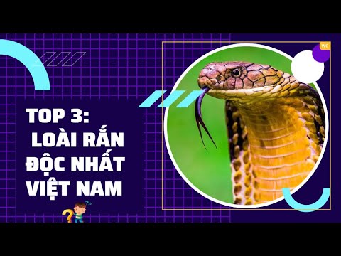 , title : 'Top 3 loài rắn độc nhất Việt Nam  | Wing Kiến Thức | #Shorts'