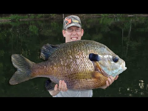 50 lb bluegill fishing challenge!! Catching 50 lbs of bluegill with best bluegill bait